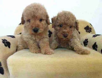 Poodle Pup - Poodle Dog