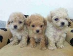 Poodle Pup - Poodle Dog