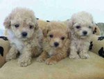 Poodle Pup - Poodle Dog