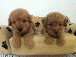 Poodle Pup - Poodle Dog