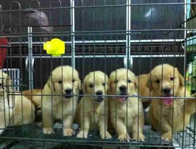 Golden Retriever Lil Puppies - Golden Retriever Dog