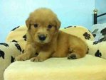 Golden Retriever Lil Puppies - Golden Retriever Dog