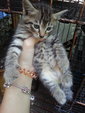 B.g,lence,lorrie,tiger - Domestic Long Hair Cat