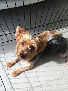 Jake - Silky Terrier Dog