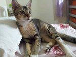 Adik - Domestic Short Hair Cat