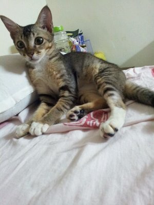 Adik - Domestic Short Hair Cat