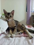 Adik - Domestic Short Hair Cat