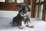 Black &amp; Silver Min.schnauzer Puppy  - Schnauzer Dog