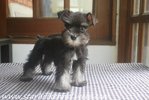 Black &amp; Silver Min.schnauzer Puppy  - Schnauzer Dog