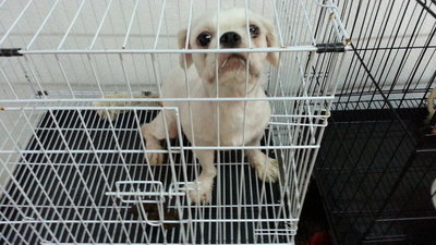 Shih Szu For Adoption - Shih Tzu Dog