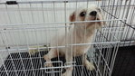 Shih Szu For Adoption - Shih Tzu Dog