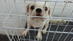 Shih Szu For Adoption - Shih Tzu Dog