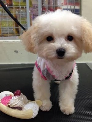 Tiny Toy Poodle Taiwan Line - Poodle Dog