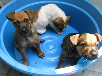 3 Cute Puppies - Mixed Breed Dog