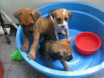 3 Cute Puppies - Mixed Breed Dog