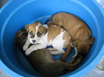 3 Cute Puppies - Mixed Breed Dog