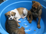 3 Cute Puppies - Mixed Breed Dog