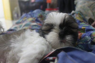 Adorable Mini Shih Tzu - Shih Tzu Dog