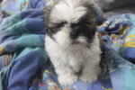 Adorable Mini Shih Tzu - Shih Tzu Dog