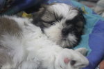 Adorable Mini Shih Tzu - Shih Tzu Dog