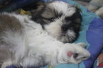 Adorable Mini Shih Tzu - Shih Tzu Dog