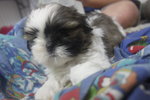 Adorable Mini Shih Tzu - Shih Tzu Dog