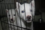 Big Bone Pure White Siberian Husky - Siberian Husky Dog