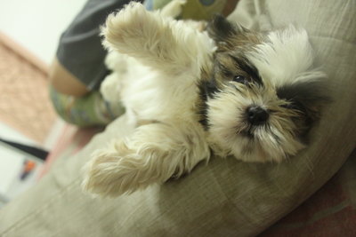 Active Mini Shih Tzu - Shih Tzu Dog