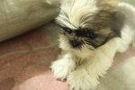 Active Mini Shih Tzu - Shih Tzu Dog