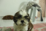 Active Mini Shih Tzu - Shih Tzu Dog