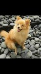 Mini - Pomeranian Dog