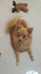 Mini - Pomeranian Dog