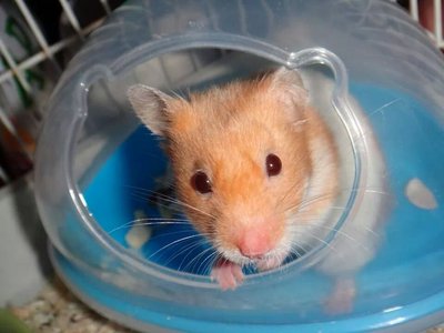 Syrian Hamster - Syrian / Golden Hamster Hamster