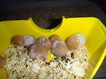 Syrian Hamster - Syrian / Golden Hamster Hamster