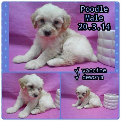 Creamy Color Poodle - Poodle Dog