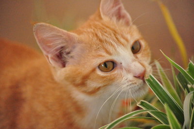 Boris Becker - Domestic Short Hair Cat