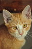 Boris Becker - Domestic Short Hair Cat