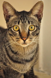 Lucky (Neutered Male) - Domestic Short Hair Cat