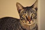 Lucky (Neutered Male) - Domestic Short Hair Cat