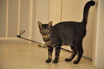 Lucky (Neutered Male) - Domestic Short Hair Cat