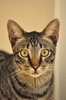 Lucky (Neutered Male) - Domestic Short Hair Cat