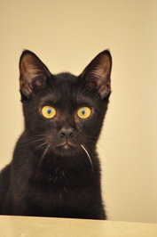 Blackie (Neutered Male) - Domestic Short Hair Cat