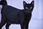 Blackie (Neutered Male) - Domestic Short Hair Cat