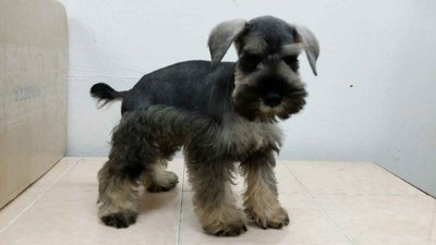 PF56146 - Schnauzer Dog