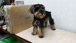 PF56146 - Schnauzer Dog