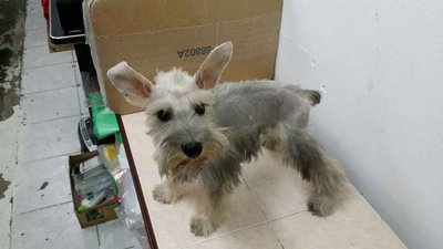 PF56149 - Schnauzer Dog