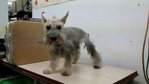 PF56149 - Schnauzer Dog