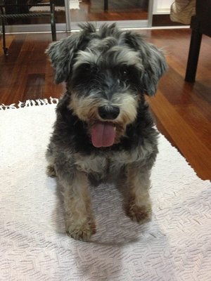 Ruby - Schnauzer Dog