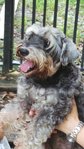 Ruby - Schnauzer Dog