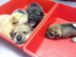 Tiger, Bear Bear, Rusty And Rosie  - Golden Retriever Mix Dog